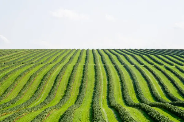 Düzgün sıralanmış frenk üzümü çalıları ufka doğru uzanıyor, canlı büyüme ve tarım hassasiyetini gösteriyor..