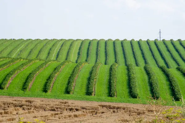 Paralel sıralı yeşil frenk üzümü çalıları, temiz bir gökyüzü ve elektrik hatlarının altında toplanan ön planla çelişerek, araziyi çevreleyen.