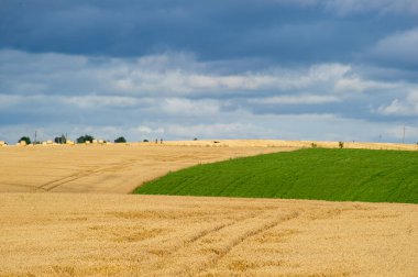 Bulutlu bir gökyüzünün altında uzanan altın buğday tarlası saman balyaları, yeşil ekinler ve kırsal kesime hayat katan uzak figürlerle doludur..