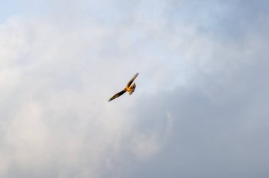 Bir montagu 'nun harrier kuşu bulutlu bir gökyüzünde süzülür kanatları geniştir ve kuyruk tüyleri parlar.