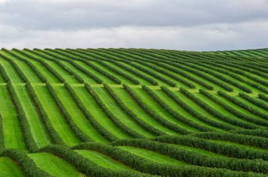 Düzgün sıralanmış frenk üzümü çalıları ufka doğru uzanıyor, canlı büyüme ve tarım hassasiyetini gösteriyor.