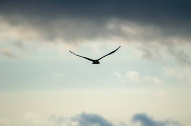 Yalnız bir montagu 'nun harrier kuşu parçalı bulutlu bir gökyüzünde süzülür. Kanatları açık, özgürlük ve sakinliği çağrıştırır..