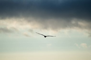 Yalnız bir montagu 'nun harrier kuşu parçalı bulutlu bir gökyüzünde süzülür. Kanatları açık, özgürlük ve sakinliği çağrıştırır..