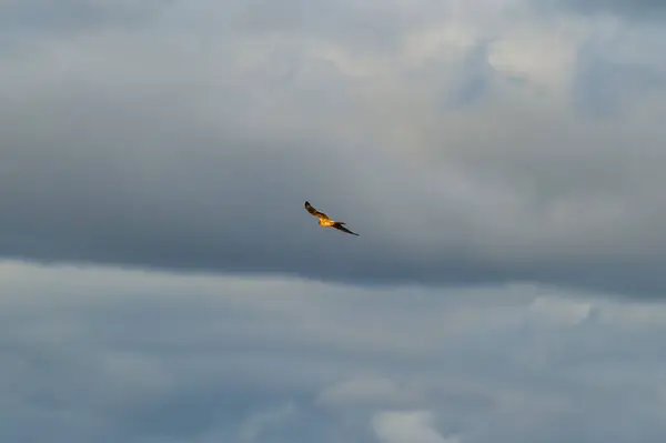 Bir montagu 'nun harrier kuşu bulutlu bir gökyüzünde süzülür kanatları geniştir ve kuyruk tüyleri parlar.