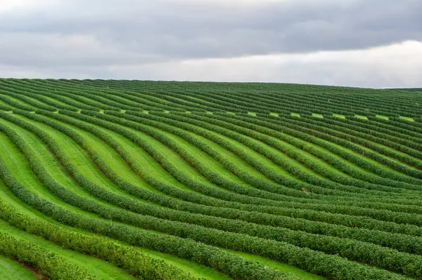 Dalgalı dalgalı kuşüzümü çalıları bulutlarla benekli, berrak bir gökyüzünün altında yuvarlanan tarlalar boyunca akar..