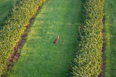 Bir Avrupa tavşanı, iki sıra ekilmiş yeşil bitkinin arasında, huzurlu tarım arazisi sahnesine karışarak sessizce otlak bir yolda oturur..