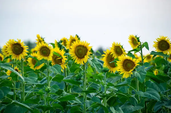 Parlak sarı ayçiçekleri, yemyeşil yapraklar ve saplarla çevrili yumuşak mavi bir gökyüzünün altında canlı bir şekilde açar..
