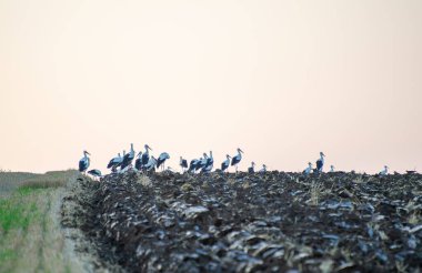 Leylekler, yumuşak gölgeli gökyüzünün altında yeşil çimlerle çevrili bir tarlada duruyor..