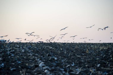 Bir leylek sürüsü toplanır ve yumuşak gölgeli gökyüzünün altındaki karanlık bir tarlanın üzerinden uçar..
