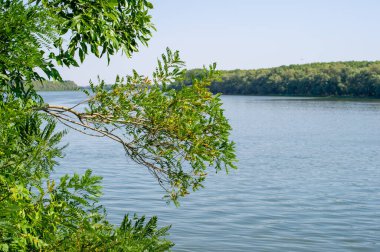 Sakin bir nehir, berrak mavi bir gökyüzü altında, yoğun yeşil yaprakların arasından süzülerek sakin bir doğal manzara yaratır..