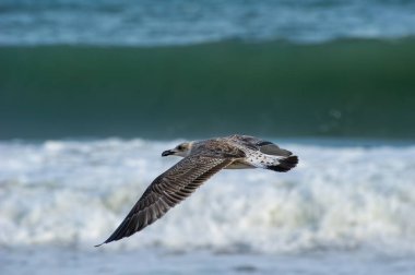 Bir martı köpüklü okyanus dalgalarının üzerinde süzülür, kanatları zarif bir uçuşun ortasında açılır..