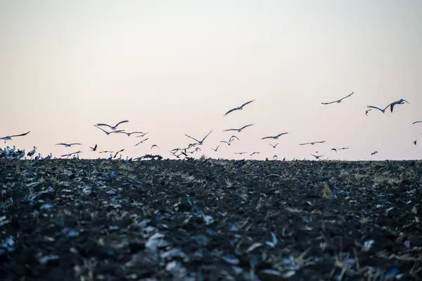 Bir leylek sürüsü toplanır ve yumuşak gölgeli gökyüzünün altındaki karanlık bir tarlanın üzerinden uçar..