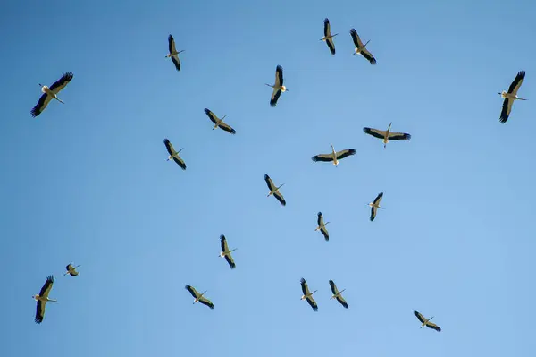 Bir leylek sürüsü açık mavi gökyüzünde kanatları tamamen açık bir şekilde süzülür..