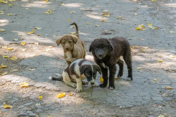 Üç meraklı köpek yavrusu, yumuşak doğal ışık altında yapraklarla döşenmiş bir kaldırımda duruyor..