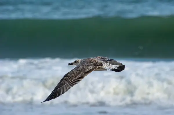 Bir martı köpüklü okyanus dalgalarının üzerinde süzülür, kanatları zarif bir uçuşun ortasında açılır..