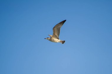 Bir martı, kanatlarını açmış açık mavi bir gökyüzünde zahmetsizce süzülür..