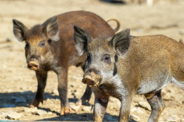 Çamurlu burunlu iki yaban domuzu kumlu zeminde durur, biri keskin odak noktasında, diğeri ise arka planda bulanık durur..