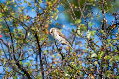Kırmızı sırtlı küçük bir örümcekkuşu, yemyeşil bir çalılıkta, yemişlerle çevrili yapraklı bir dala tünemiş..