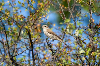 Benekli, kırmızı sırtlı, açık kahverengi ve beyaz tüylü bir örümcekkuşu, açık mavi gökyüzüne karşı bir dalın üzerine tünemiş..