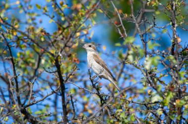 Benekli, kırmızı sırtlı, açık kahverengi ve beyaz tüylü bir örümcekkuşu, açık mavi gökyüzüne karşı bir dalın üzerine tünemiş..