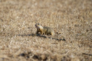 Ağzı açık bir yer sincabı ve gözleri açık bir şekilde doğal ortamında kuru çimenlerin ve toprağın üzerinde oturur..