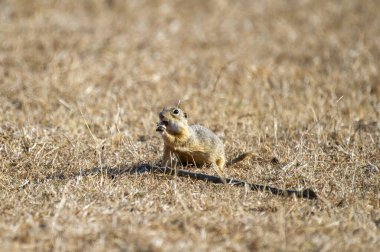 Kuru bir tarlada dik duran bir sincap doğal ortamında yeşil bir yaprağı kemiriyor..