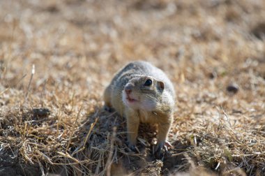 Ağzı açık bir yer sincabı ve gözleri açık bir şekilde doğal ortamında kuru çimenlerin ve toprağın üzerinde oturur..