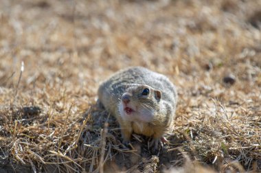 Ağzı açık bir yer sincabı ve gözleri açık bir şekilde doğal ortamında kuru çimenlerin ve toprağın üzerinde oturur..