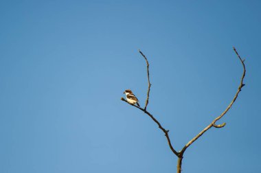 Kırmızımsı kahverengi bir ağaçkakan mavi bir gökyüzüne karşı dikenli bir çalıya tünemiş.