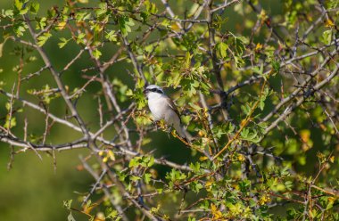 Küçük kahverengi, kırmızı sırtlı bir örümcekkuşu, yumuşak, doğal bir zemin üzerinde çıplak bir dalda huzur içinde yatar..