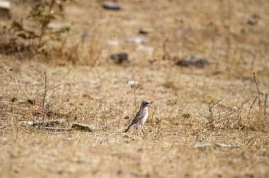 Şeritli tüyleri olan küçük bir kuzeyli kuş, kurak bir arazide, kurak bir çimenlikte, seyrek bitkilerle tek başına duruyor.. 