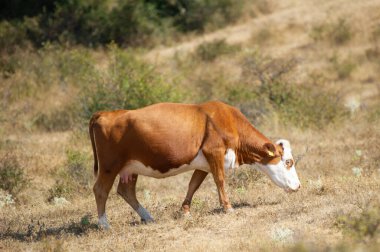 Sarı etiketli kahverengi ve beyaz bir inek kuru, çimenli bir tarlada duruyor..