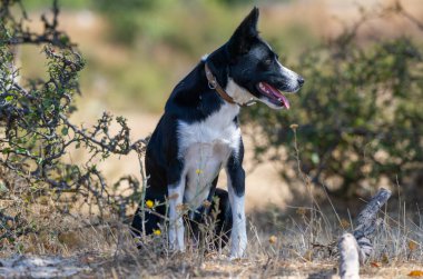 Dili açık siyah ve beyaz bir köpek, çevresi yeşilliklerle çevrili, açık havada tetikte bekliyor..