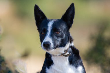 Dik kulaklı, siyah beyaz bir köpek ve açık havada yeşil bir bulanıklığa bakıyor..