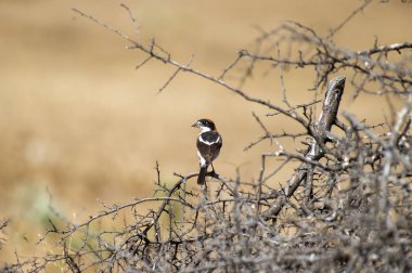 Kırmızımsı kahverengi bir ağaçkakan dikenli bir çalıya tünemiş bej bir tarlaya karşı.