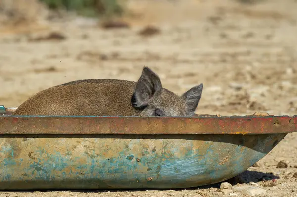 Genç bir yaban domuzu paslı metal bir konteynırın içinde, kuru, kayalık bir arazide, engebeli çevresine karışıyor..
