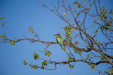 Parlak renkli bir arı yiyen kuş, berrak mavi gökyüzünün altındaki yapraklı bir dalda huzur içinde tünemektedir..