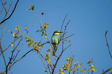 Yeşil, sarı ve kırmızımsı kahverengi tüyleriyle, açık mavi gökyüzünün altındaki yapraklı bir dalın üzerine tüneyen, arı yiyen bir kuş..