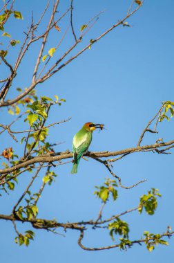 Avrupalı canlı bir arı yiyici kuş, açık mavi bir gökyüzünün altındaki yapraklı bir dalda tünemiş iken gagasında bir arı yakalar.