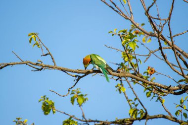 Avrupalı canlı bir arı yiyici kuş, açık mavi bir gökyüzünün altındaki yapraklı bir dalda tünemiş iken gagasında bir arı yakalar.