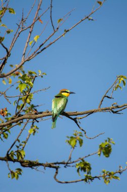 Yeşil, sarı ve kırmızımsı kahverengi tüyleriyle, açık mavi gökyüzünün altındaki yapraklı bir dalın üzerine tüneyen, arı yiyen bir kuş..