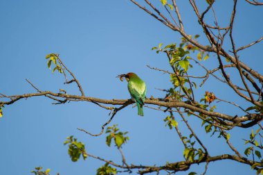 Avrupalı canlı bir arı yiyici kuş, açık mavi bir gökyüzünün altındaki yapraklı bir dalda tünemiş iken gagasında bir arı yakalar..