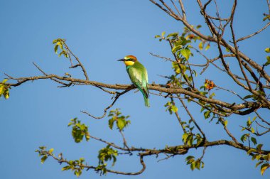 Açık mavi gökyüzünün altındaki tomurcuklanan bir dalda yeşil, sarı ve mavi tüyleri olan çarpıcı bir arı yiyen kuş..