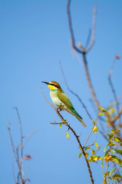 Açık mavi gökyüzünün altındaki tomurcuklanan bir dalda yeşil, sarı ve mavi tüyleri olan çarpıcı bir arı yiyen kuş..