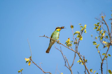 Avrupalı canlı bir arı yiyici kuş, açık mavi bir gökyüzünün altındaki yapraklı bir dala tünemiş bir böceği gagasında tutar..
