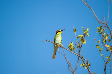 Canlı renkli Avrupalı arı yiyen bir kuş, açık mavi gökyüzüne karşı zarif bir şekilde çıplak bir dala tünemektedir..