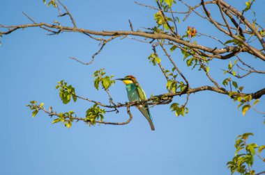 Yeşil, sarı ve kırmızımsı kahverengi tüyleriyle, açık mavi gökyüzünün altındaki yapraklı bir dalın üzerine tüneyen, arı yiyen bir kuş..