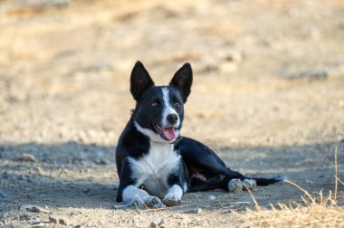 Siyah ve beyaz bir köpek güneşli toprak bir yolda rahatlar, açık havada mutlu bir şekilde nefes alır..