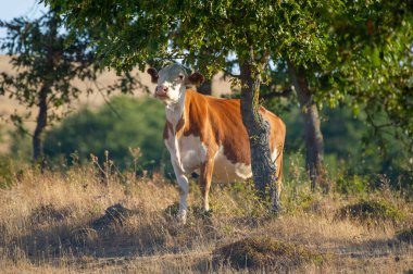 Kahverengi ve beyaz bir inek sakince duruyor gölgeli bir ağacın altında huzurlu bir çayırda.