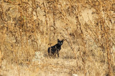  Siyah bir kedi dikkatle kuru bir bitki tarlasından bakar. Koyu kürkü toprak zemine çarpar..